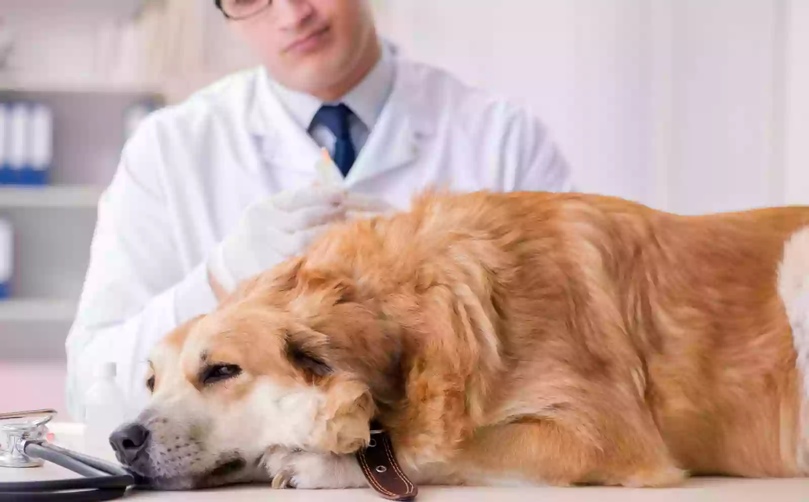 Clínica Veterinaria Los Olmos Montequinto