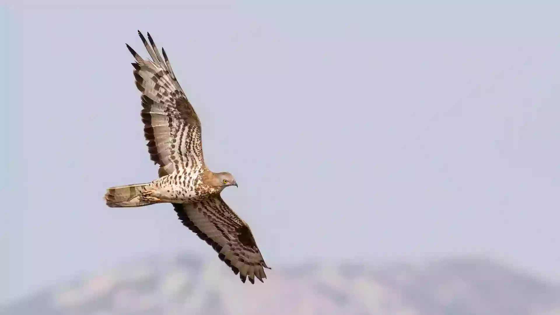 Birding The Strait - Bird Guides in Tarifa, Spain and Morocco