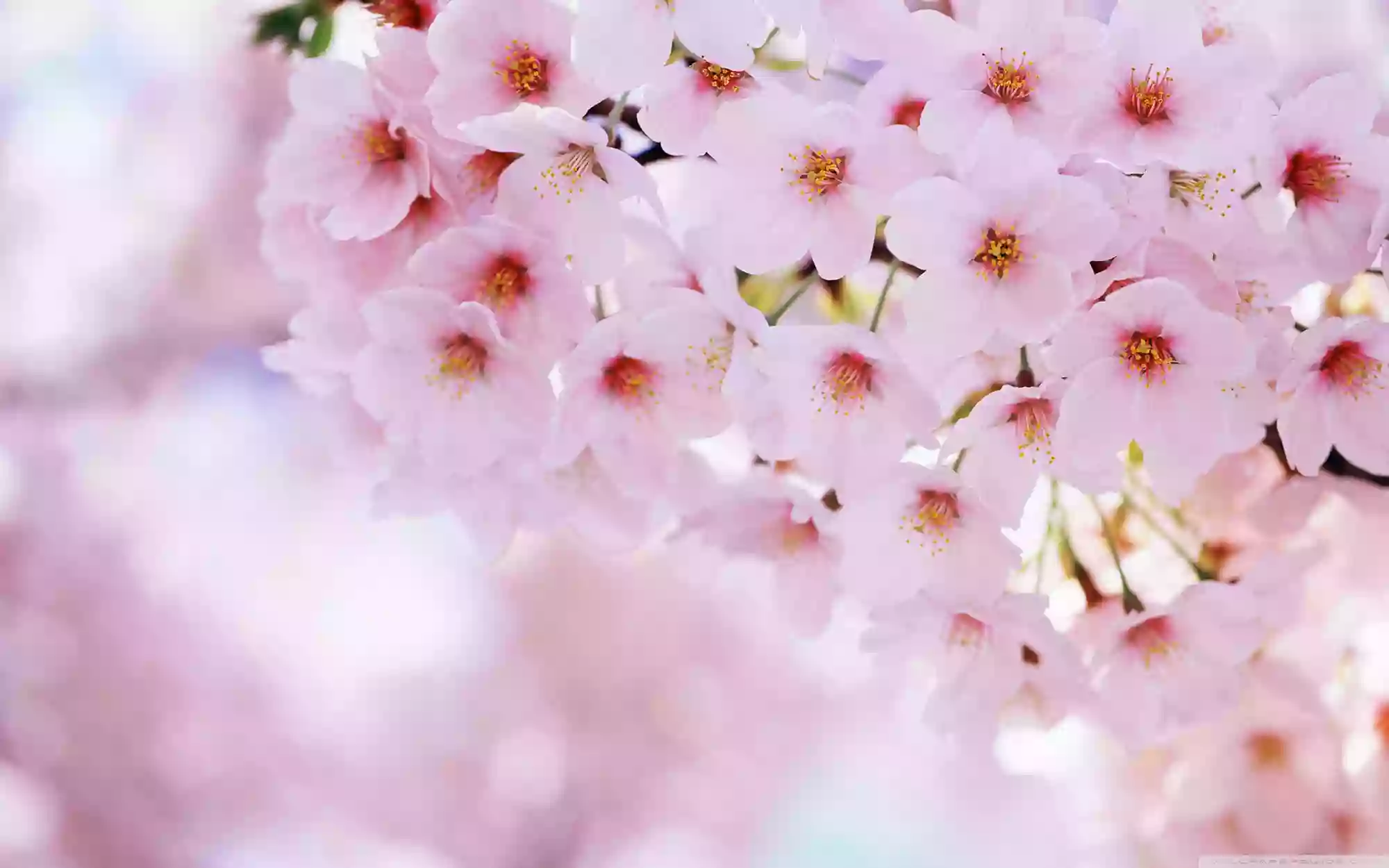 Centro de terapia humanista Hanami