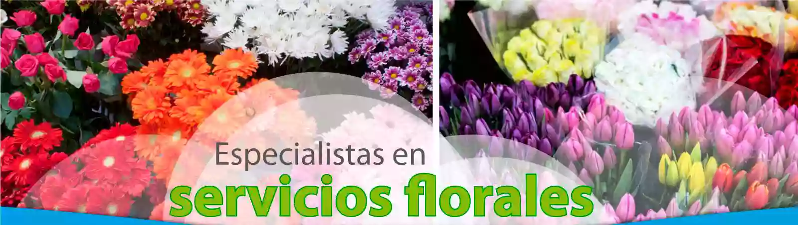 Floristería Araceli