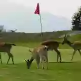 Club de Golf La Rasa de Berbes