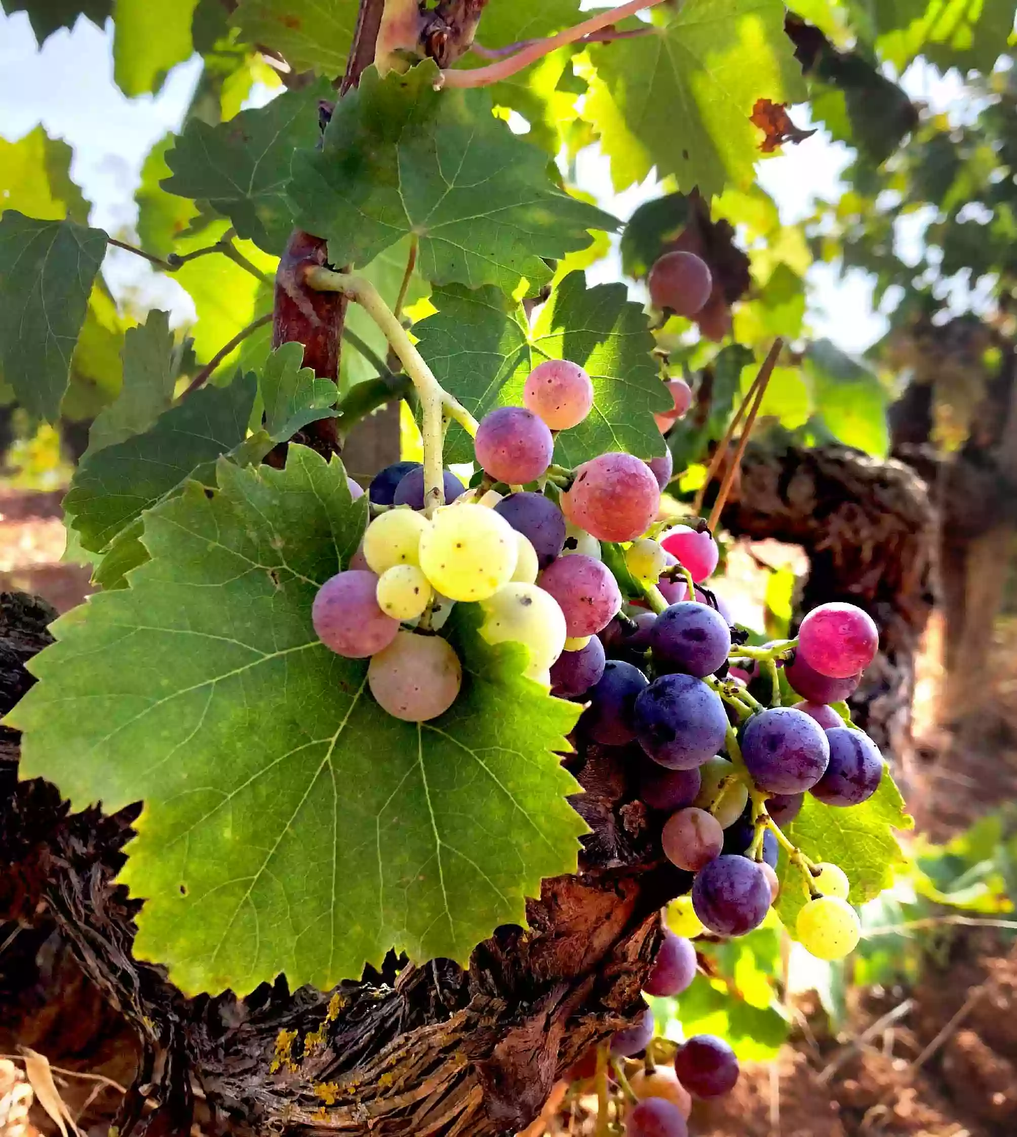 La Bodega de la Rubia Sineu