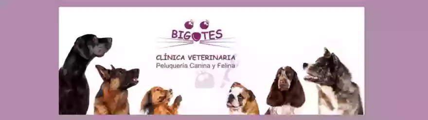 Centro veterinario Bigotes