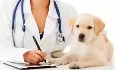 OrthoLap - Servicios Veterinarios Especializados