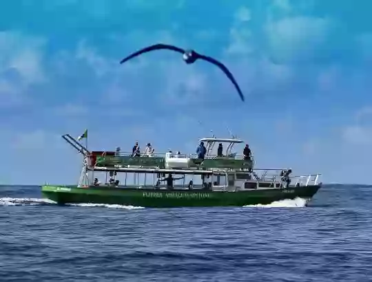 OceanExplorer Responsible & Educational Whale Watching