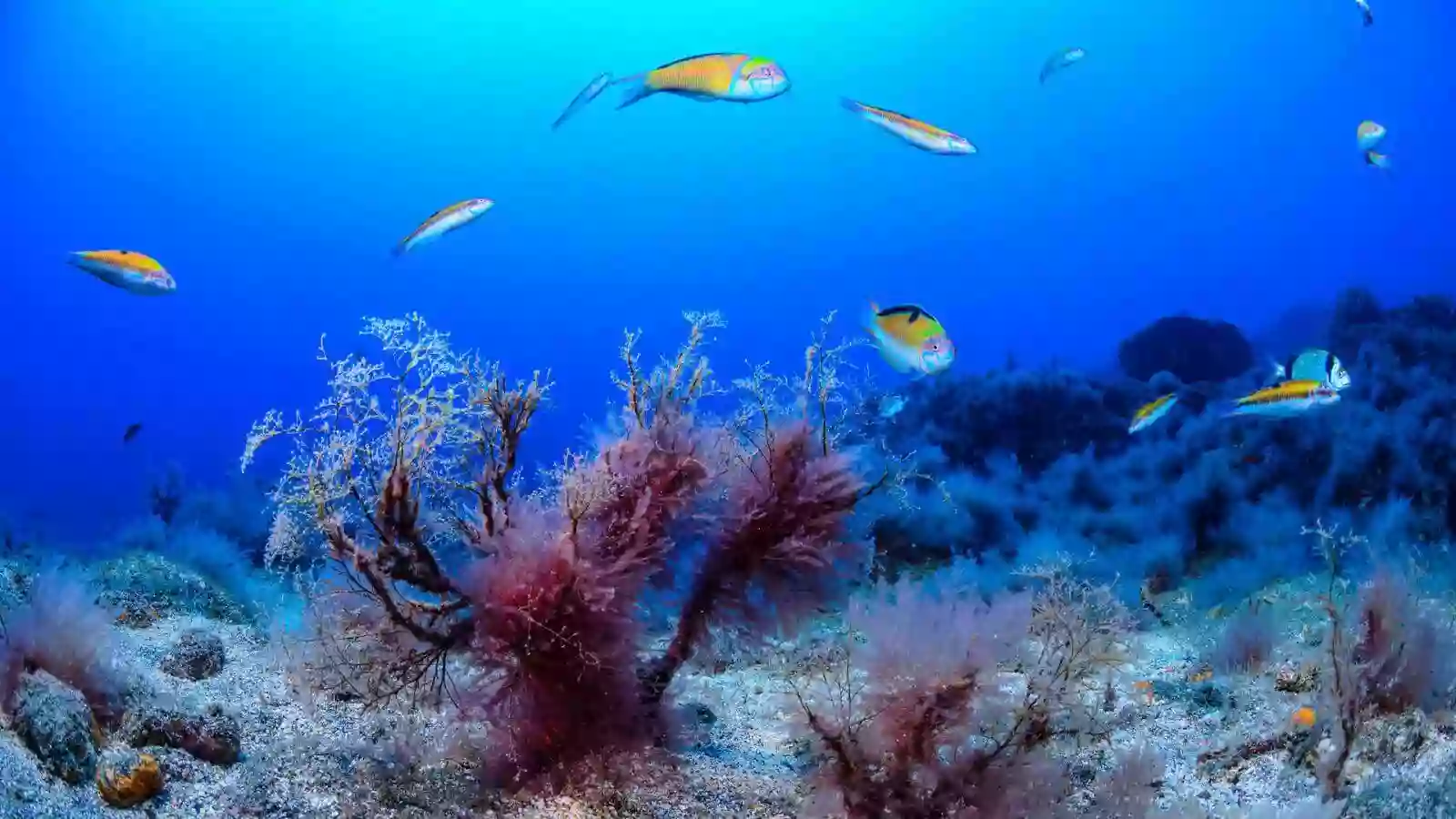 Cartel informativo "Baja del Secreto Sur" (Buceo)