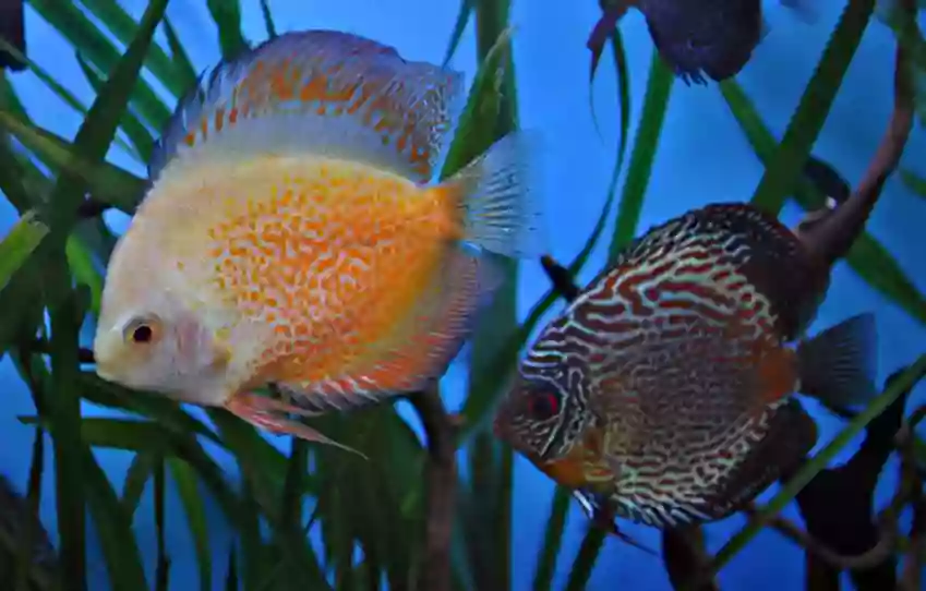 Aquarium Discus