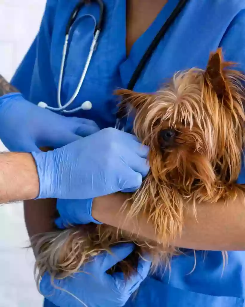 Centro Veterinario Teresa Jornet - Veterinarios de Urgencias Burgos