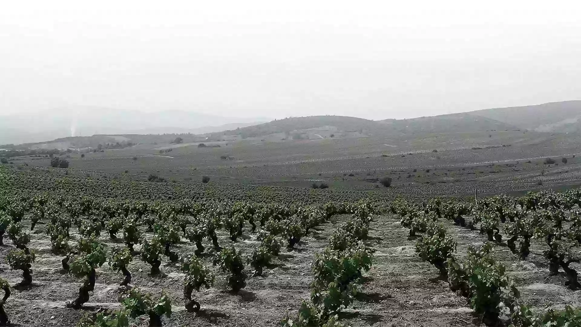 Bodega Luzdivina Amigo