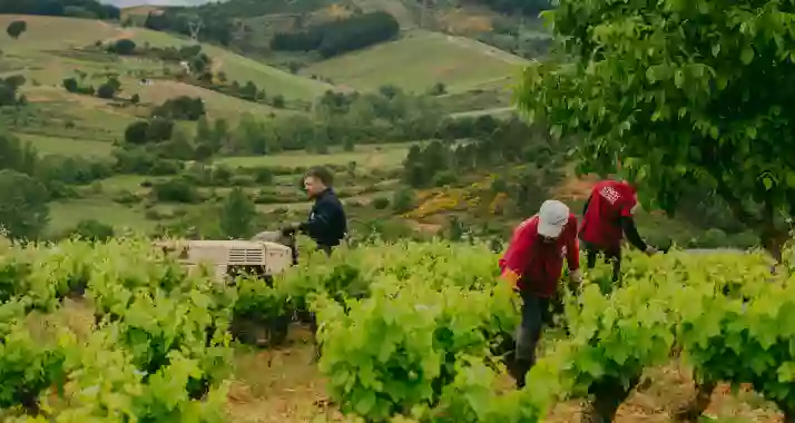 Vinos de Arganza