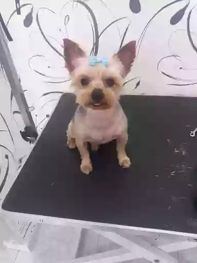 peluquería canina la huella