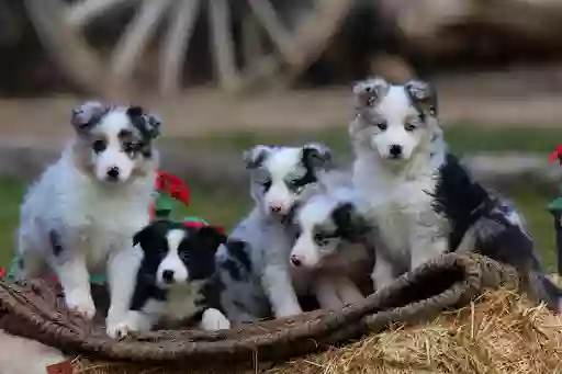 Criadero Canino Patitas Guadalajara