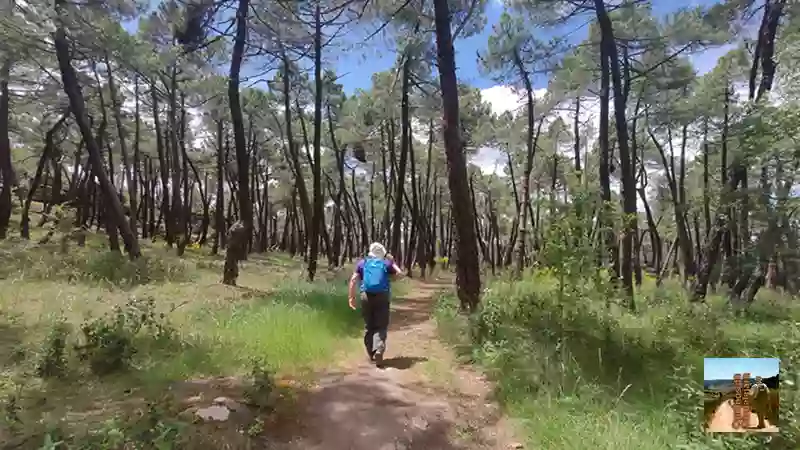 Ruta por Sigüenza, agua, pinos y estrellas