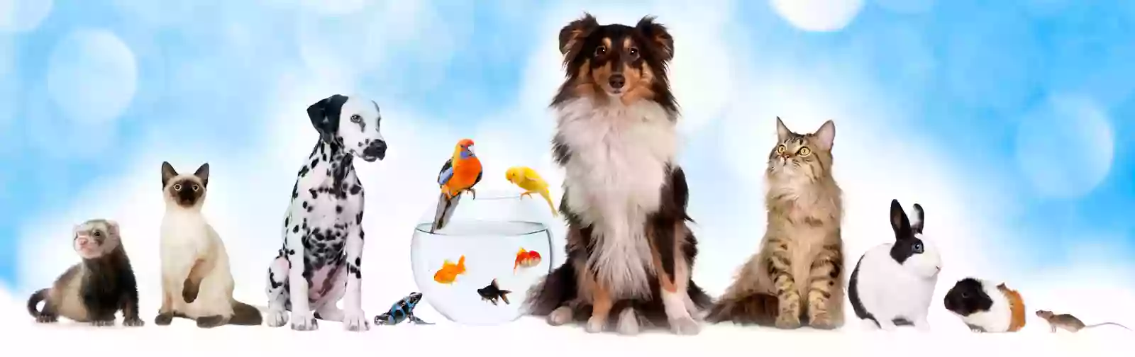 Anipals Veterinària