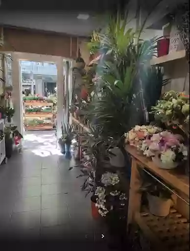 Floristería Bambú