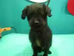 Peluquería Canina Gamperros