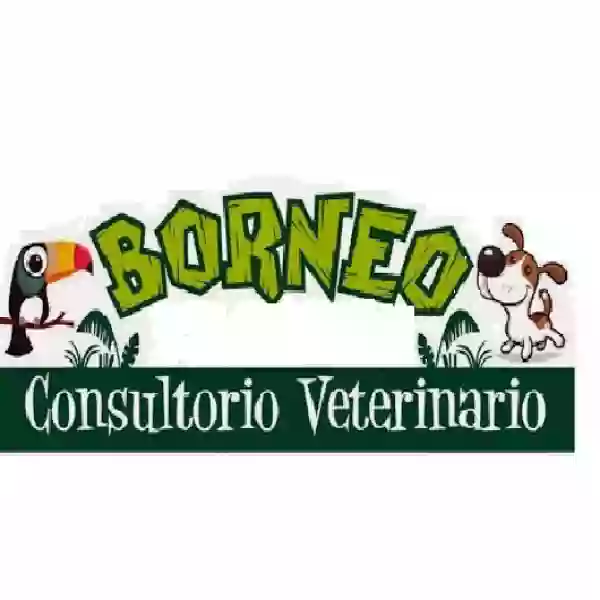 Mascotas Borneo