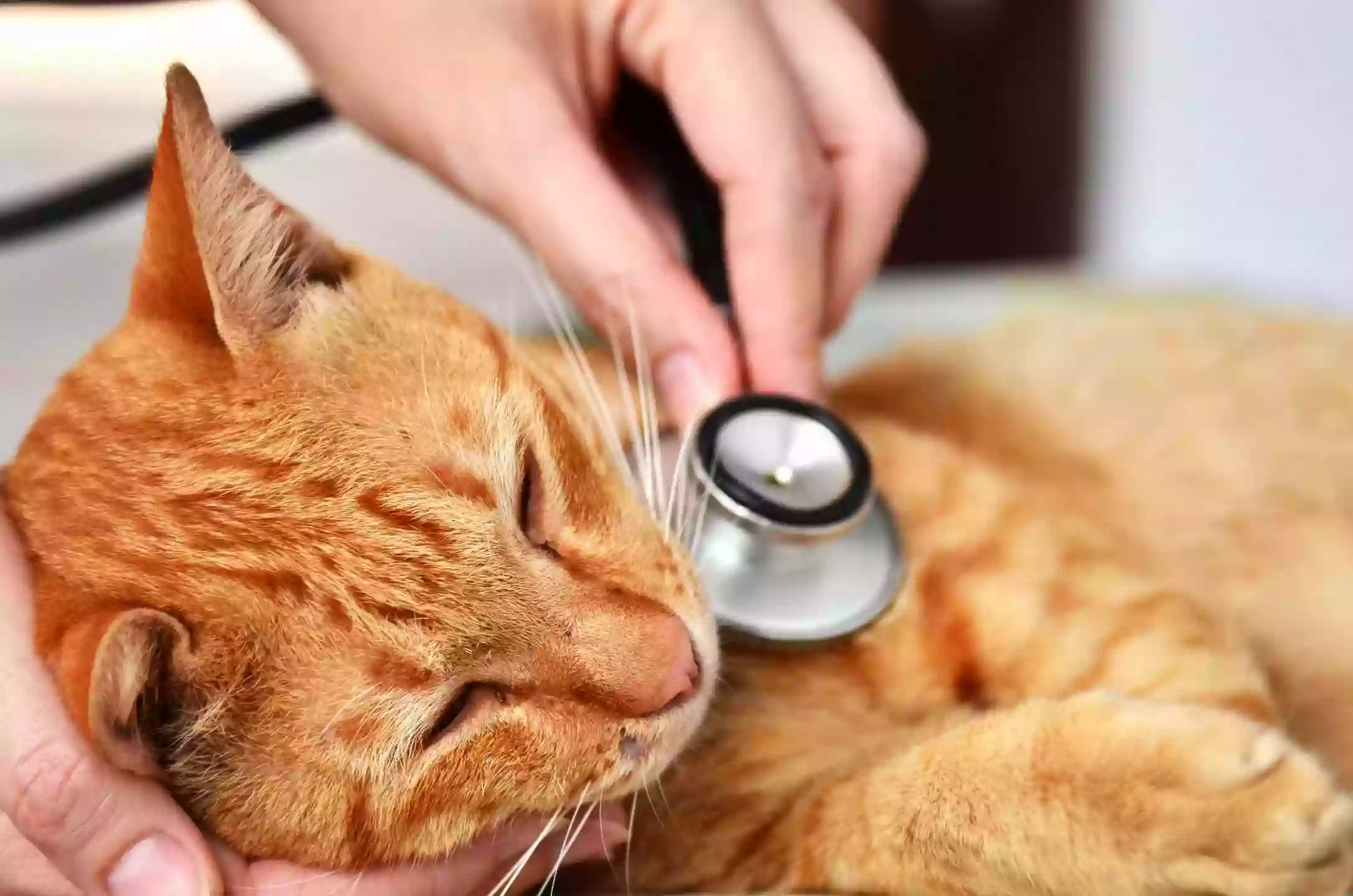 Clínica veterinaria Dcontreras en Vallecas