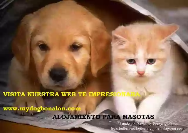 Alojamiento Para Mascotas