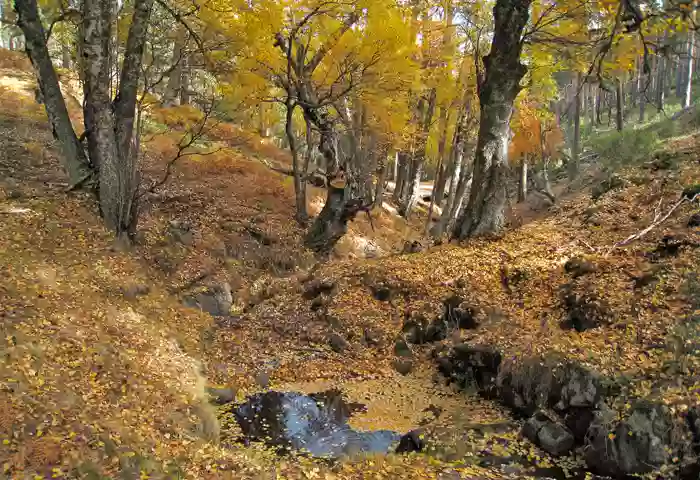 Abedular de Canencia