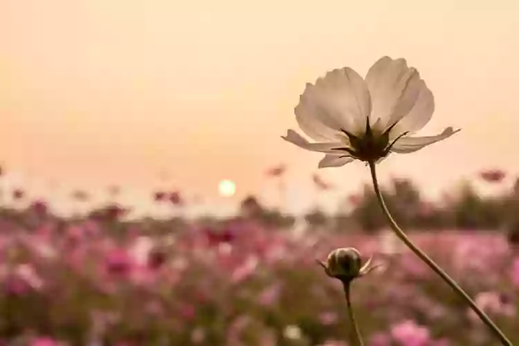 Centro Adauro Tratamientos Naturales - Acupuntura Yoga Pilates