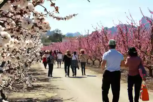 Floración de Cieza