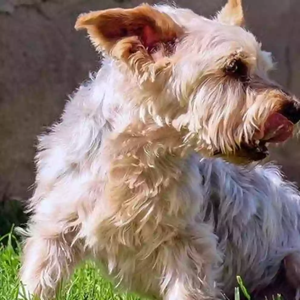 Guardería Canina Estíbaliz