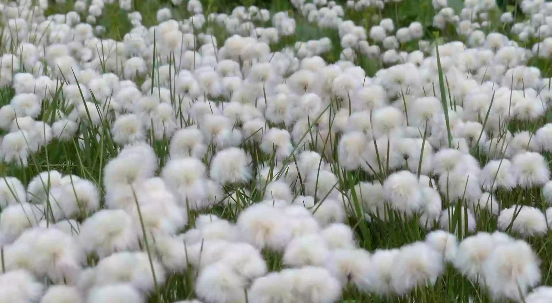 Amets Descanso | Colchones, camas y ropa de cama ecológicos.