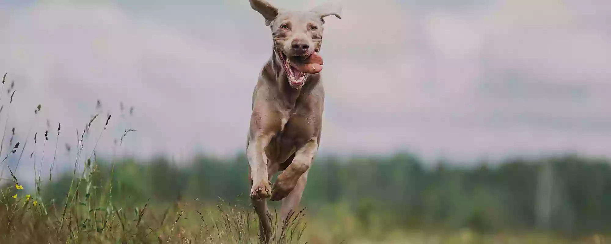 VIBRA Veterinaria - Centro de Rehabilitación y Fisiatría