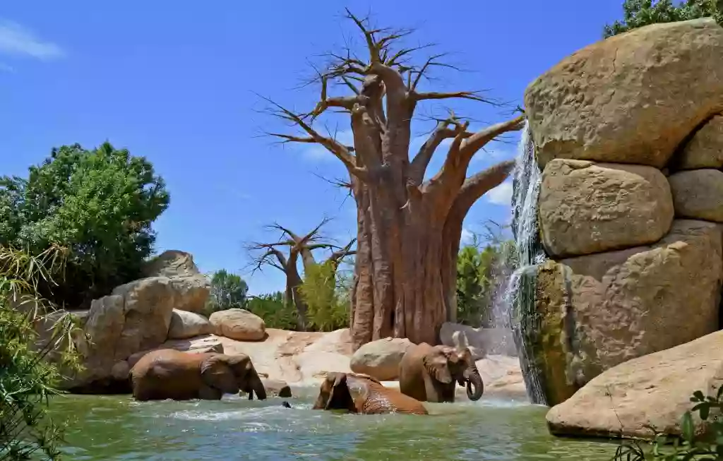 Bai/ zona de búfalos rojos y potamoqueros