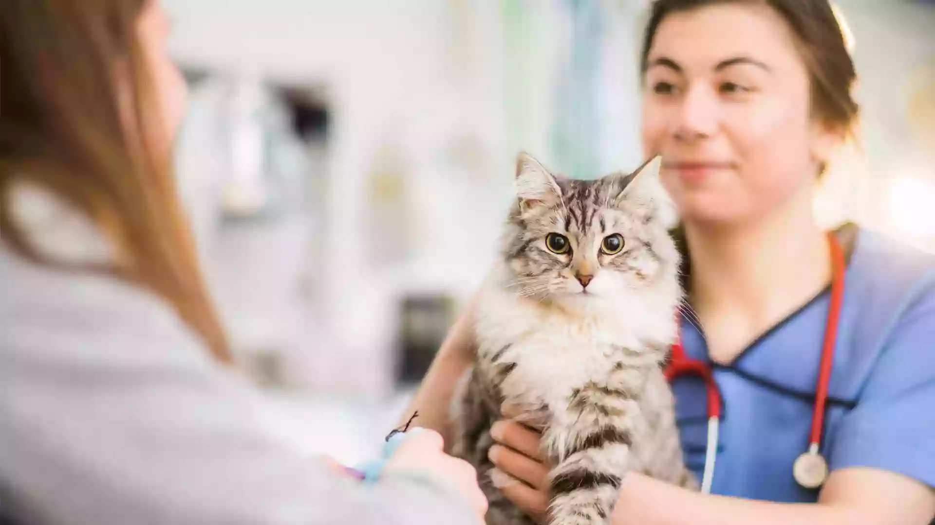 Clinique vétérinaire des Genêts