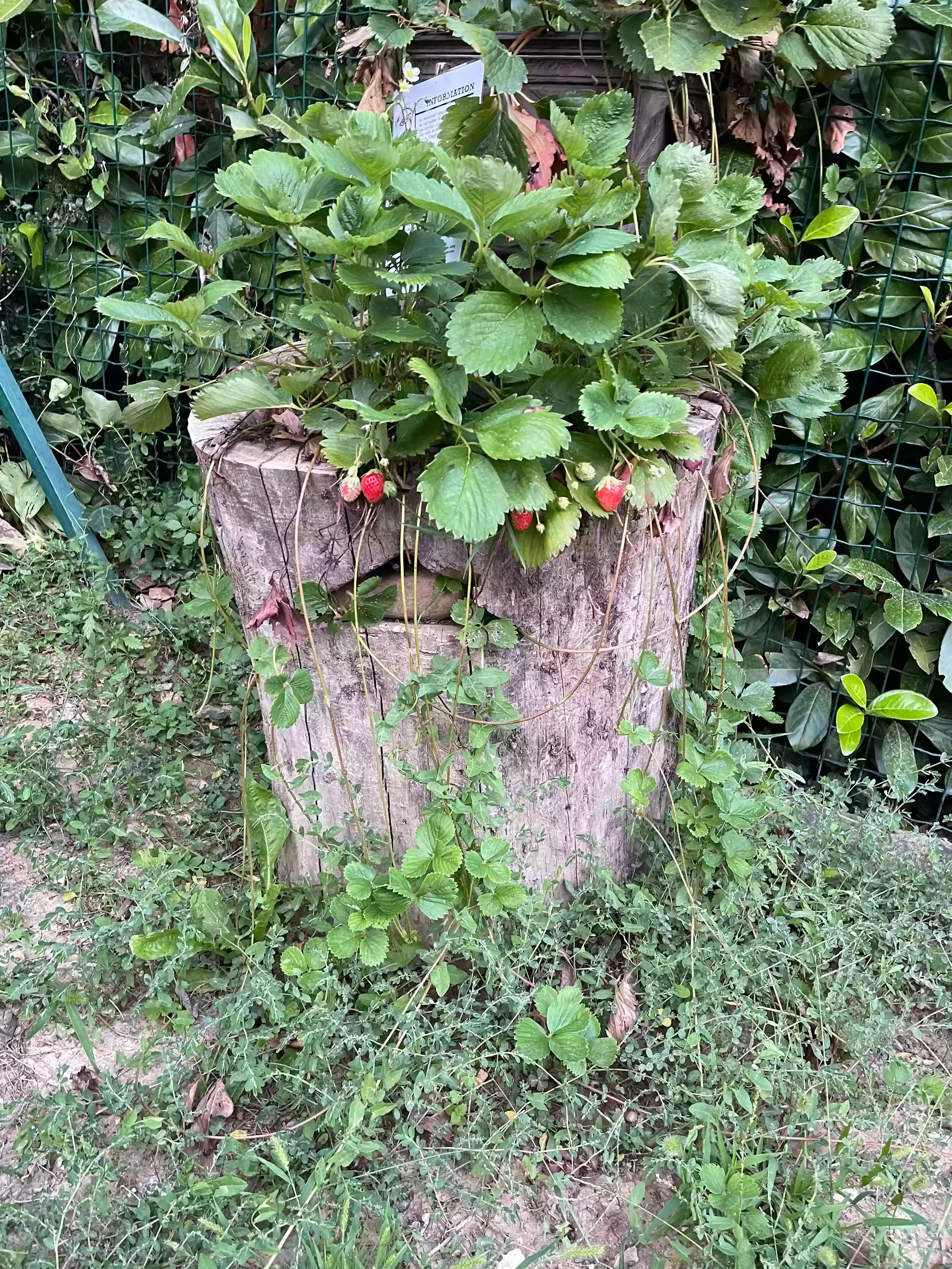 Jardin Incroyables Comestibles Montélimar