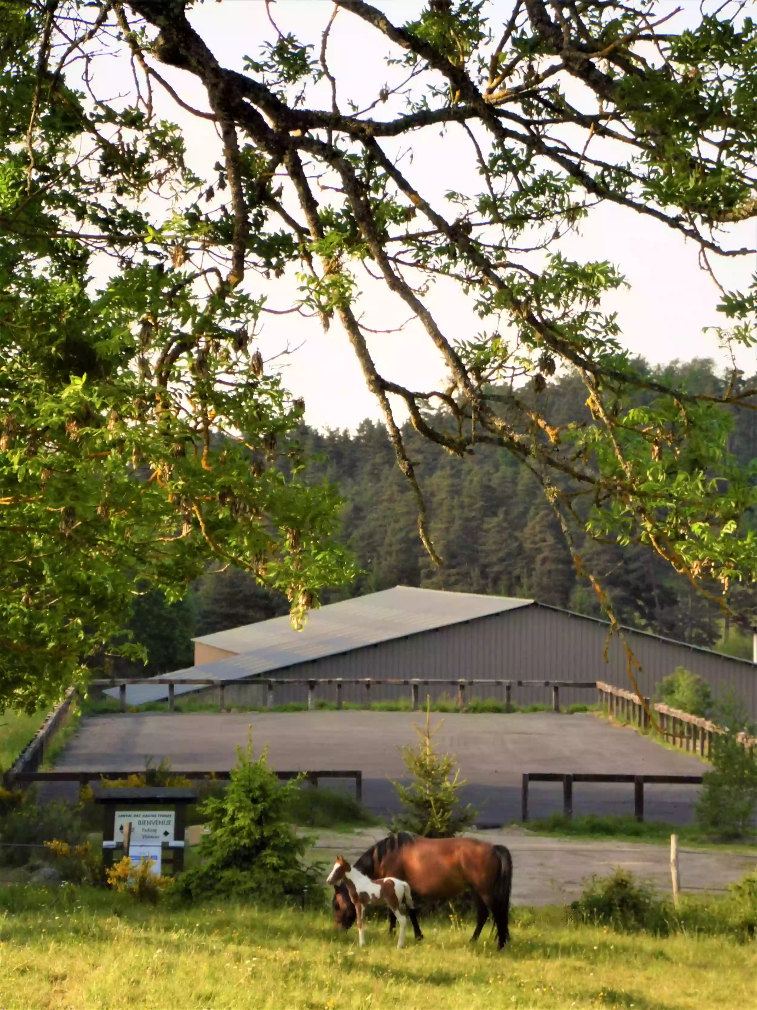 Cheval Des Hautes Terres