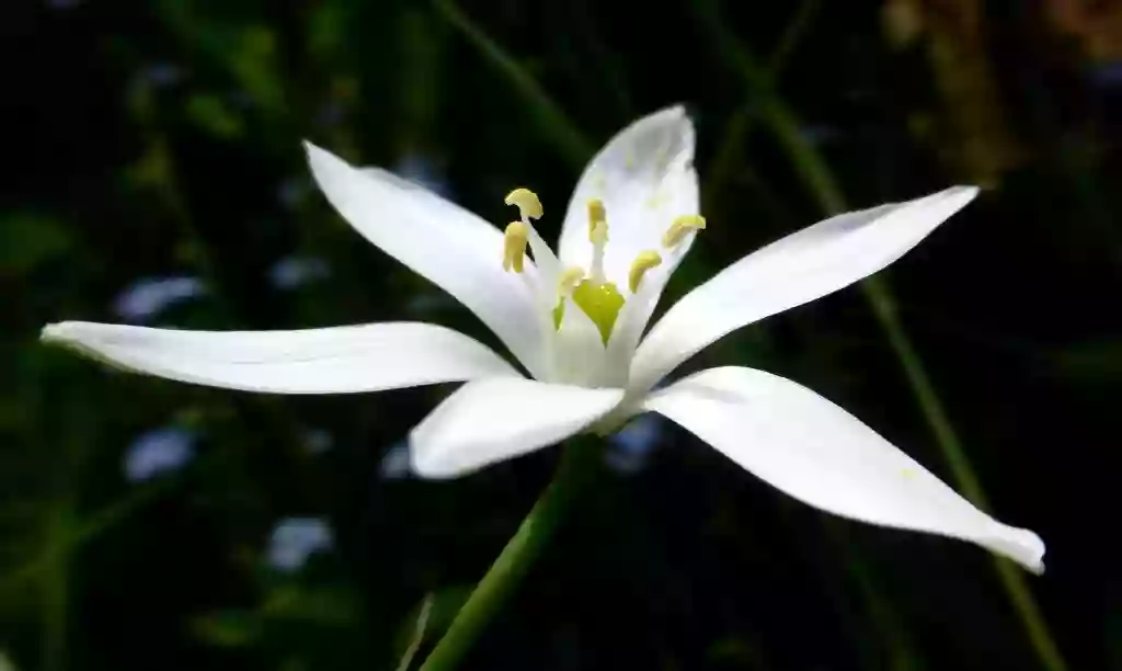 Fleurs de Bach-Geneviève Dorey (01-AIN)