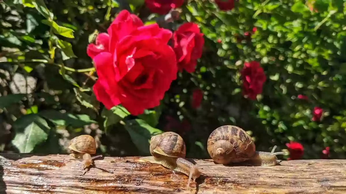 Dormir à Cuisery - La Maison Jaune et L'Appart du Bistrot Italien - Locations touristiques en Bourgogne du Sud