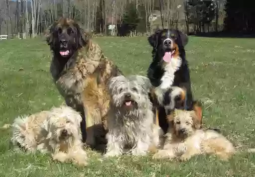 Pension Canine Familiale La Centaurée