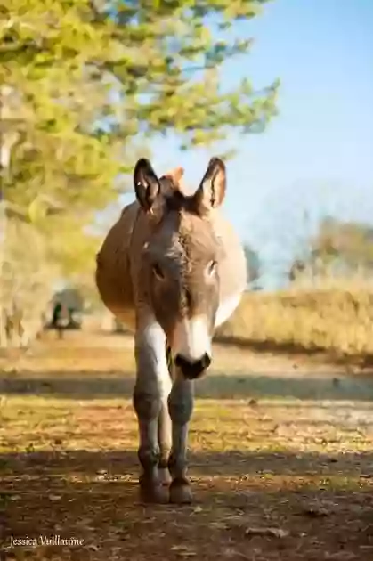 Association de l'âne au zébu
