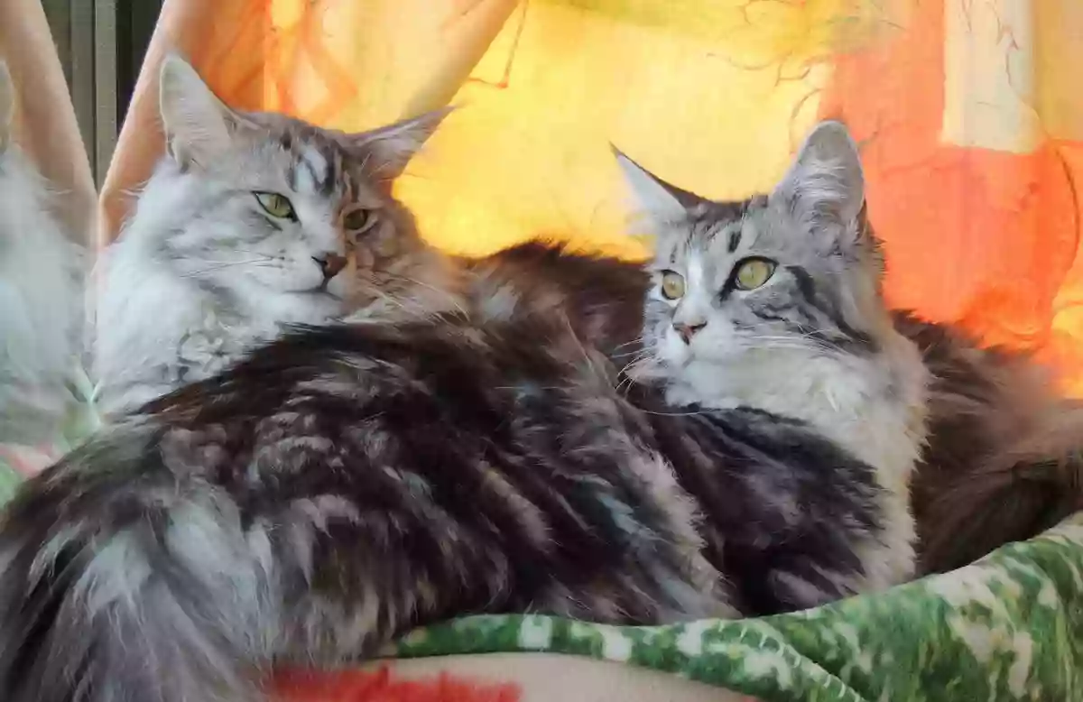 Chatterie de l'Idylle du Maine, élevage familial de Maine Coon