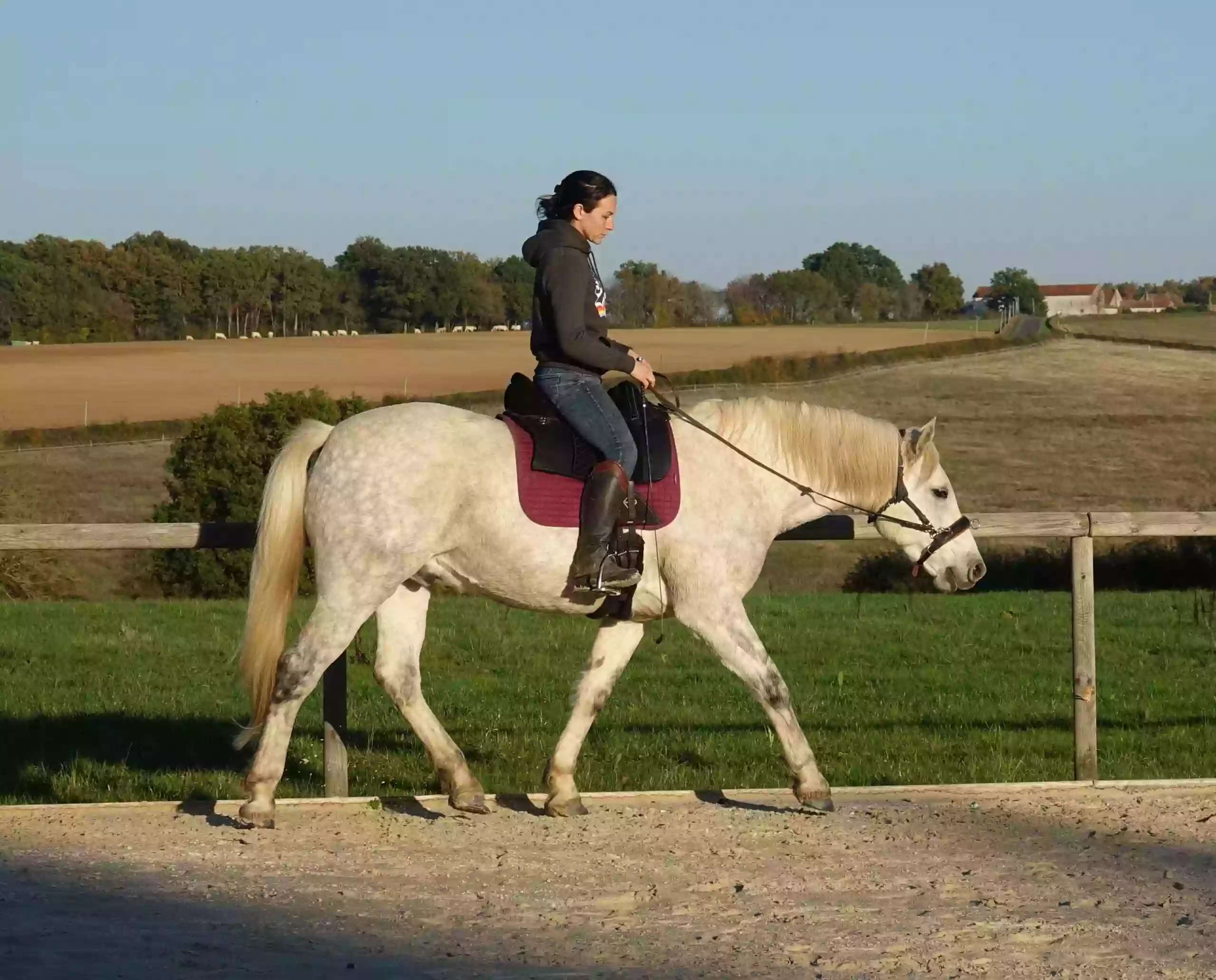 L'école des chevaux