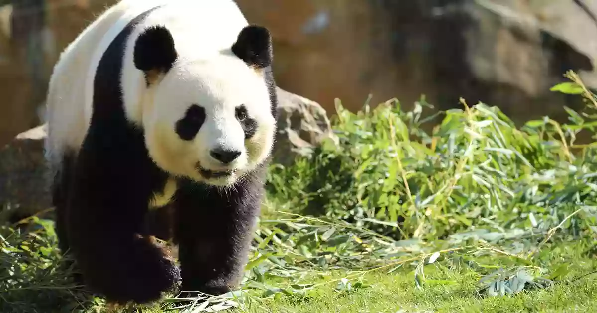 ZooParc de Beauval