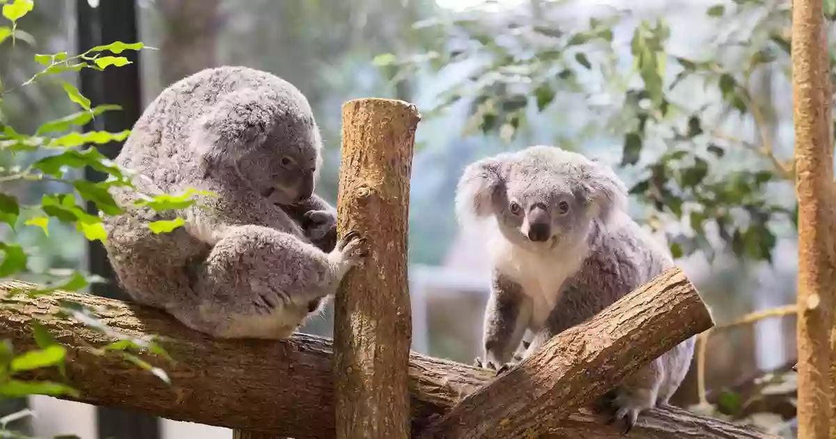 La Serre Australienne