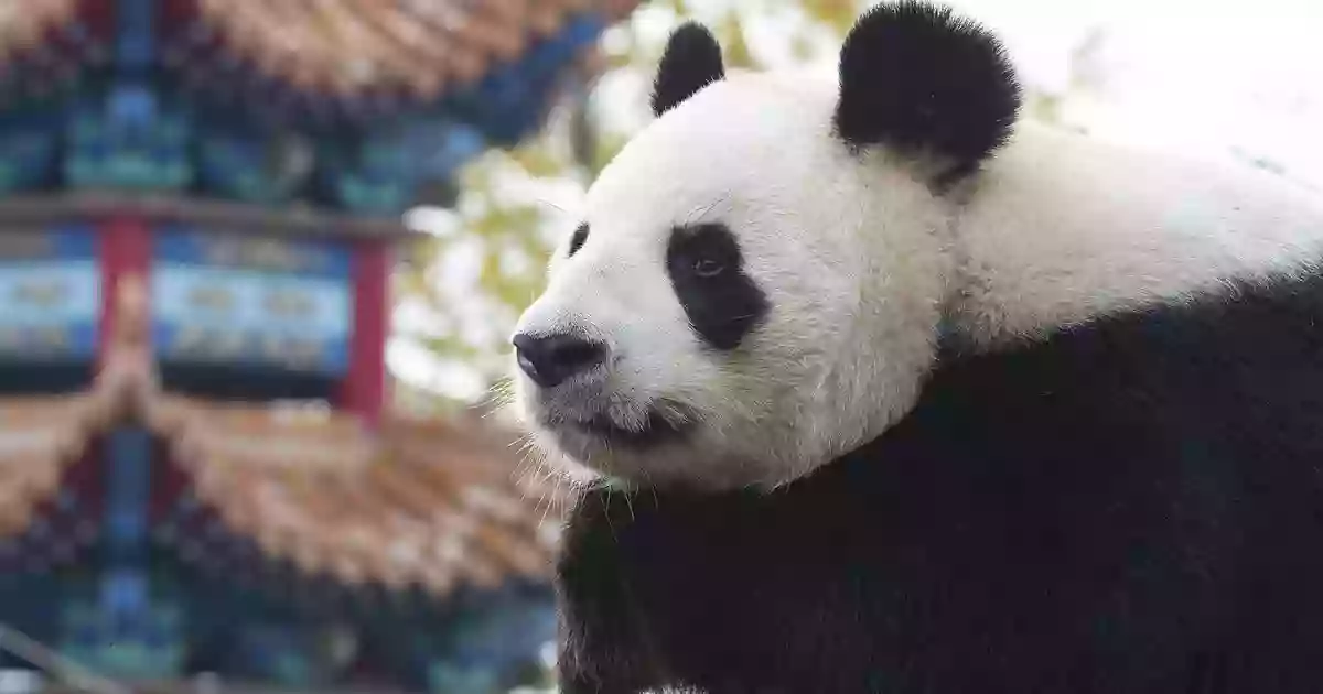 Enclos extérieurs des Pandas géants