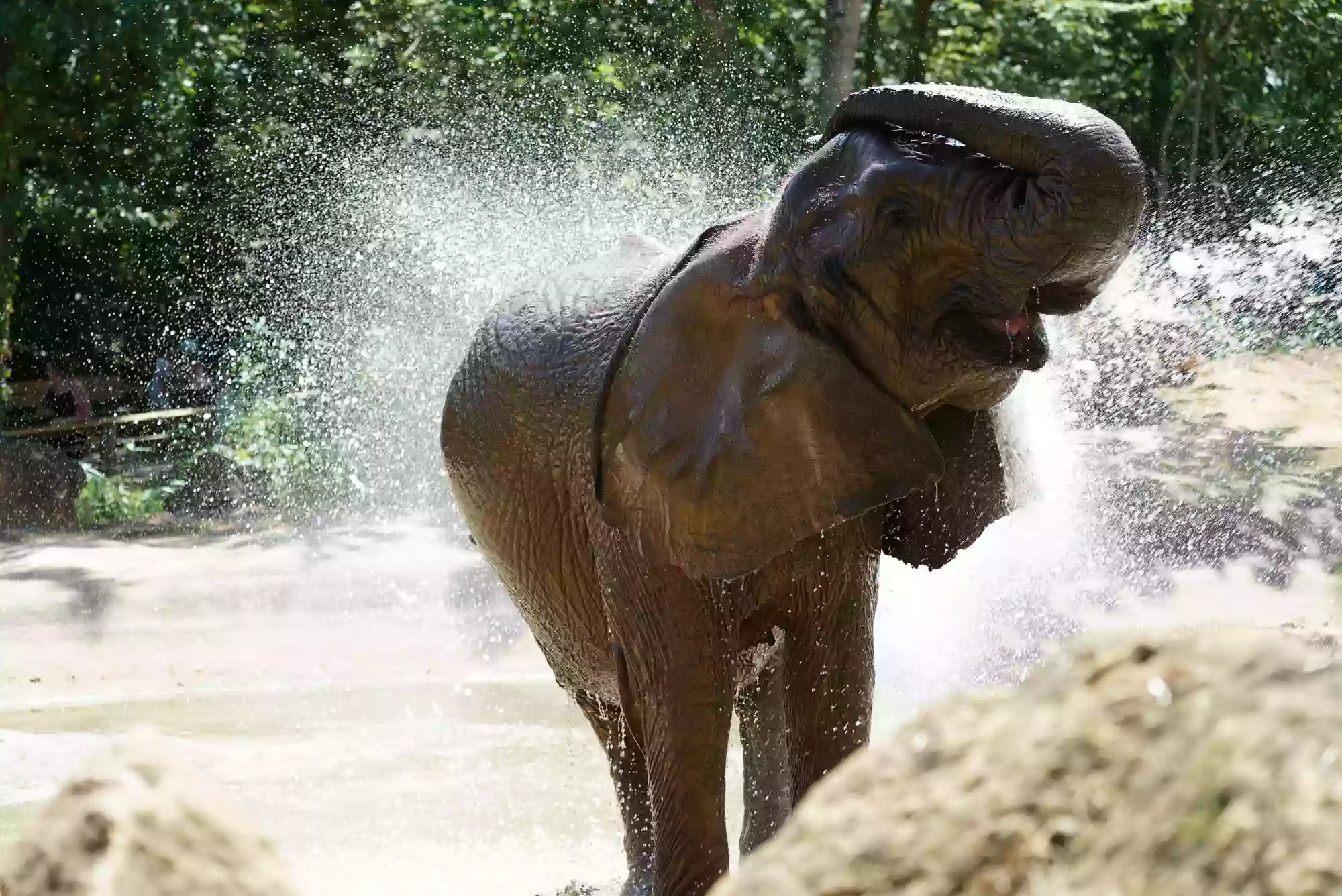 Éléphant d'Afrique (38)