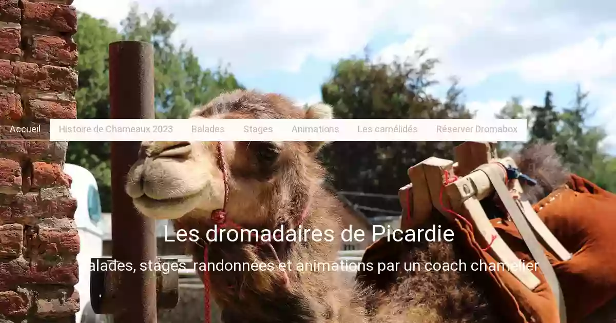 les dromadaires de Picardie