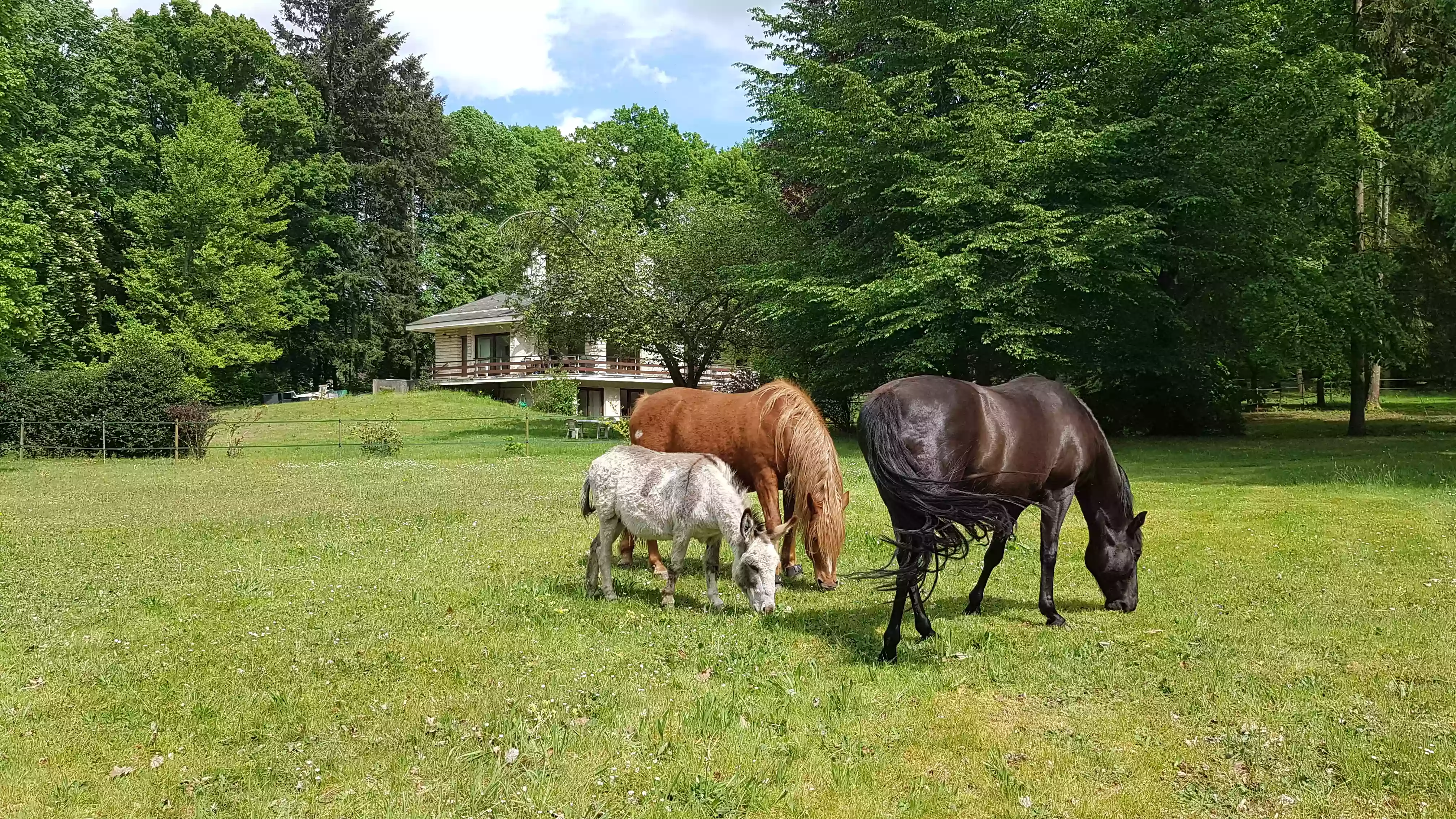 Les sabots du parc