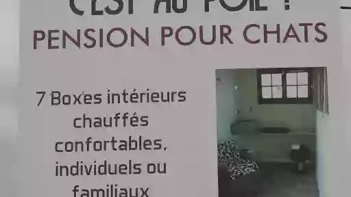 C'est Au Poil Pension Pour Chats