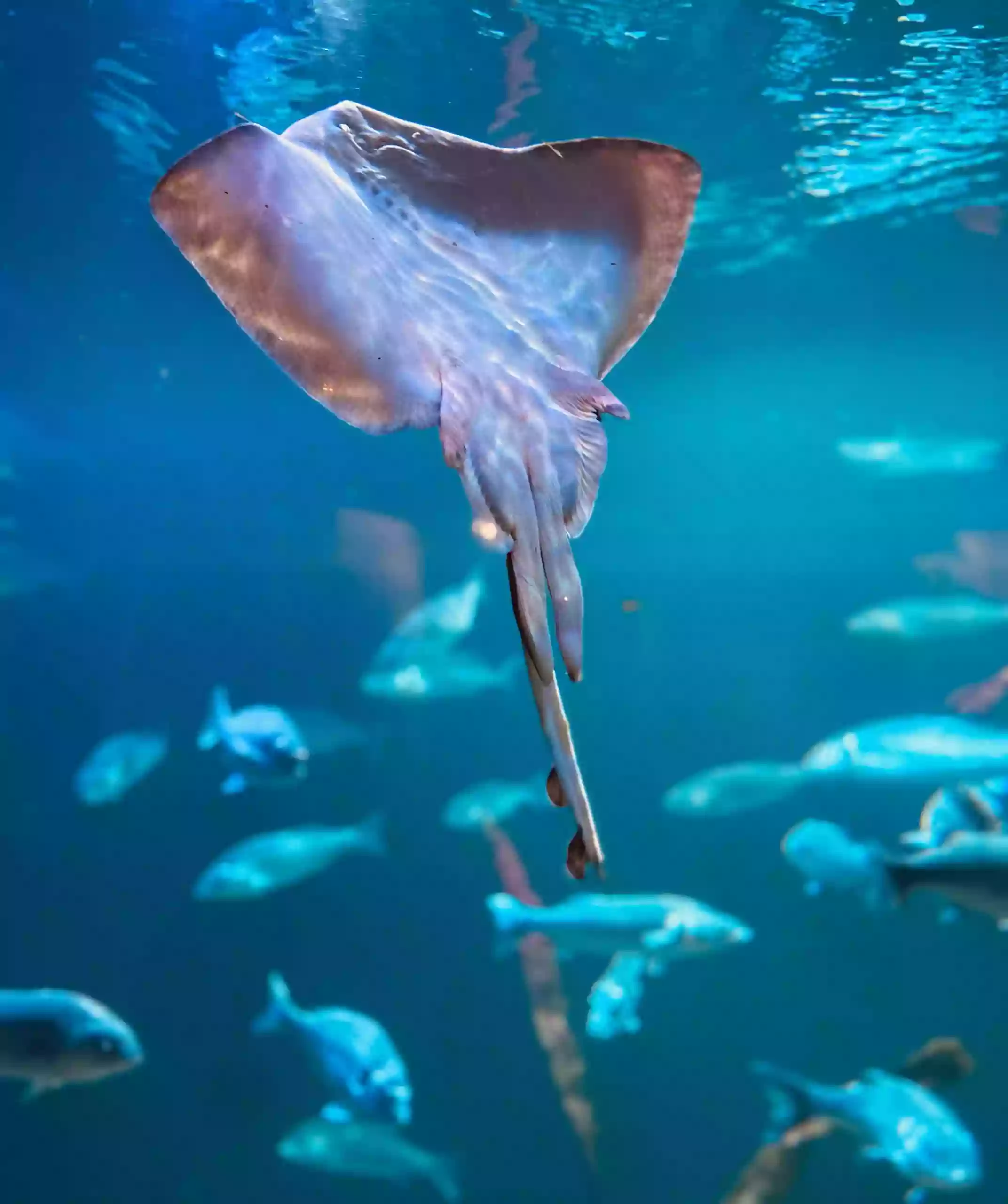 MARÉIS - Centre de découverte de la pêche en mer