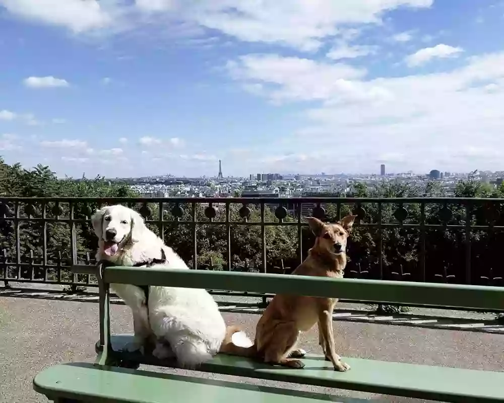 Animalement Nôtre - Educateur et comportementaliste canin - Harmonisation familiale