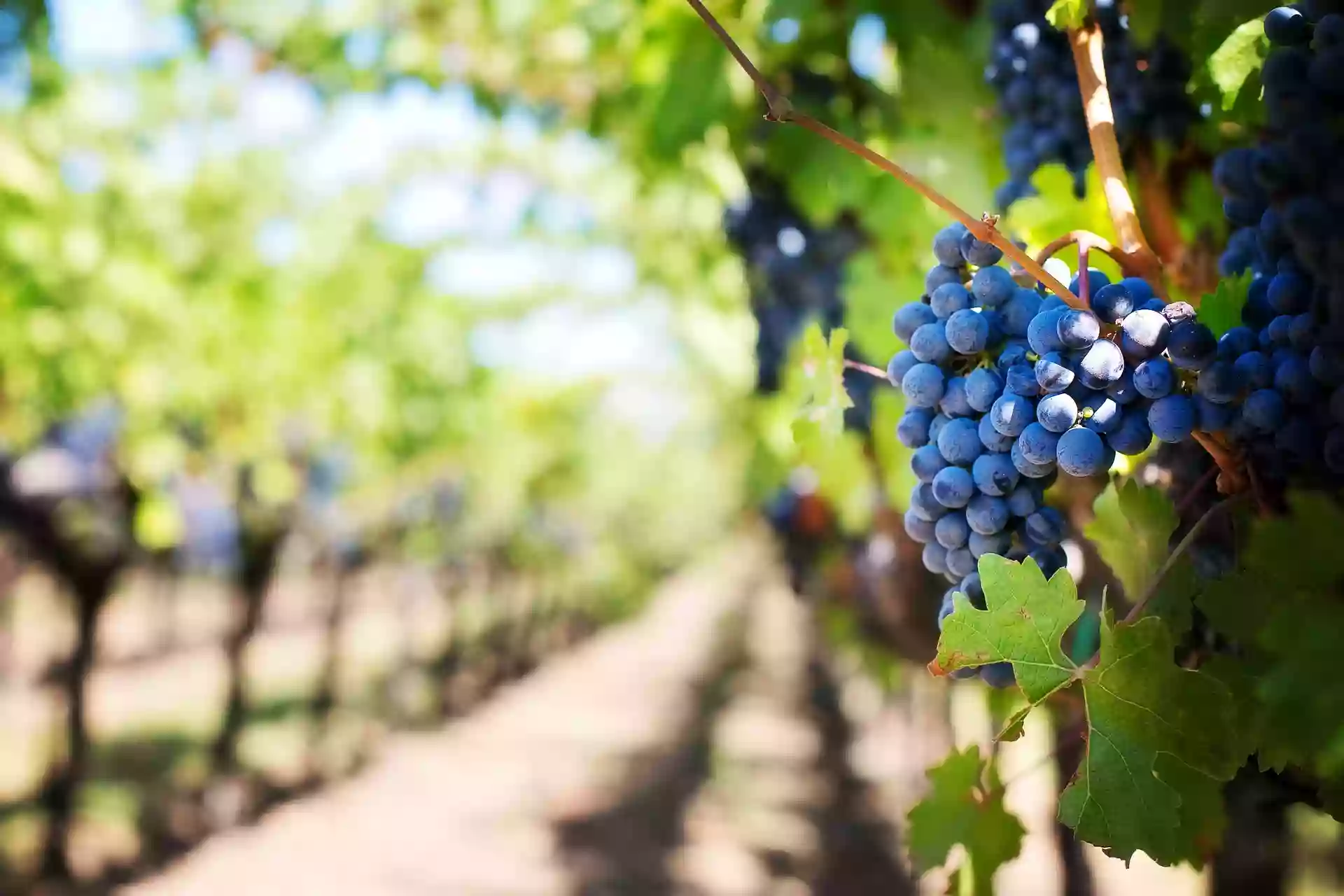 La Vigne Gourmande