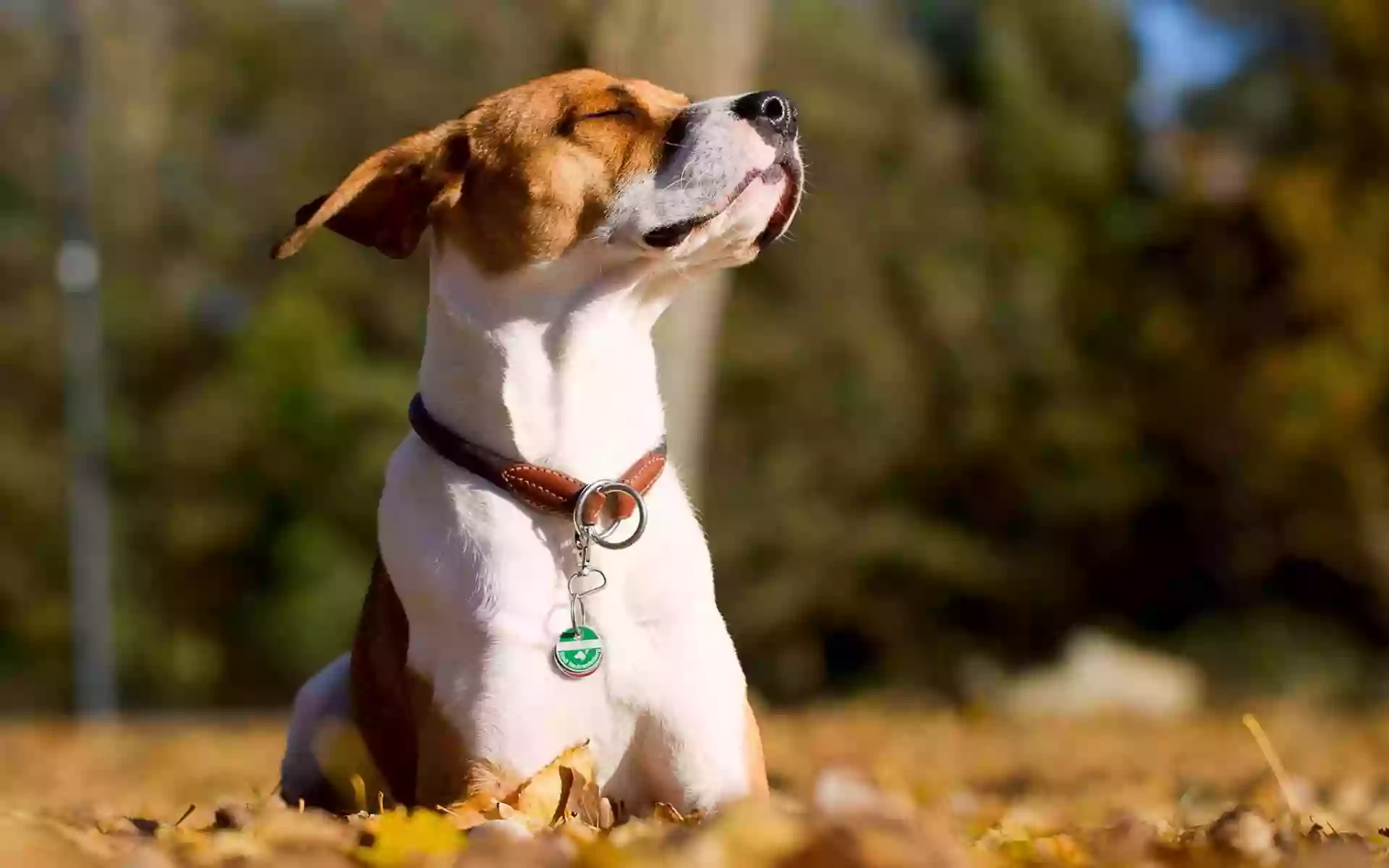 Elevage / pension canine La Sauvignère